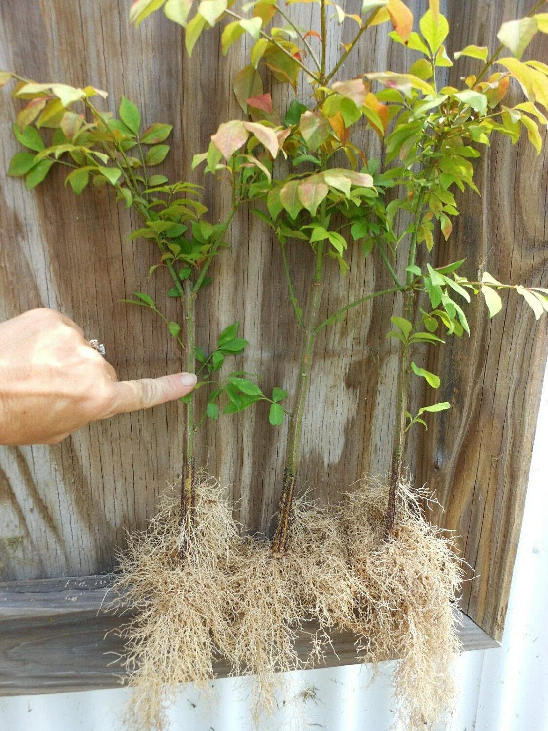 Amazon.com : 10 Dwarf Burning Bushes - Live Plants - 4-10